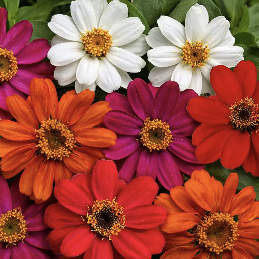 Zinnia &#39;Profusion Five Color Mix&#39; - 6pk