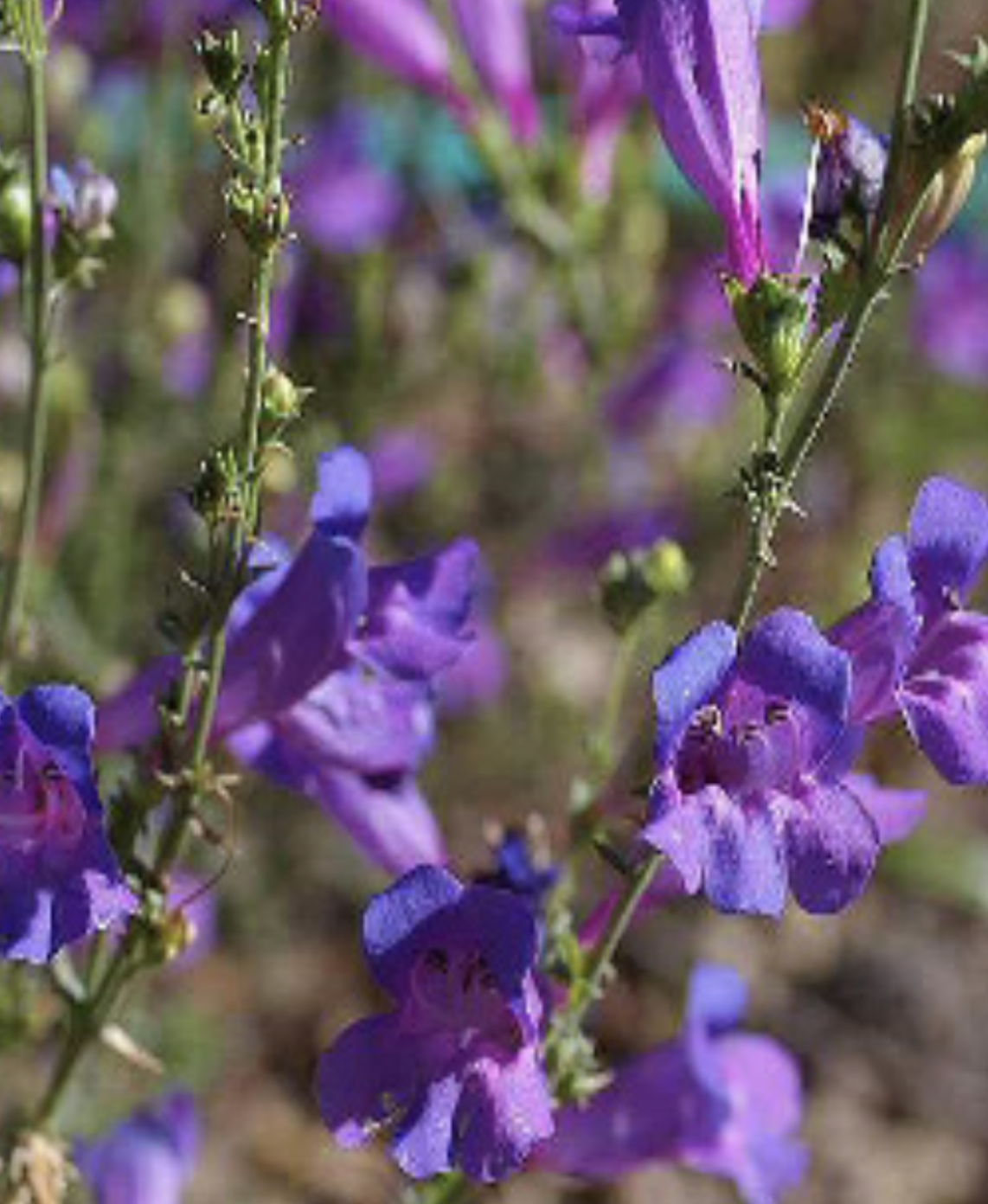 Penstemon &#39;Margarita BOP&#39; - 4&quot;