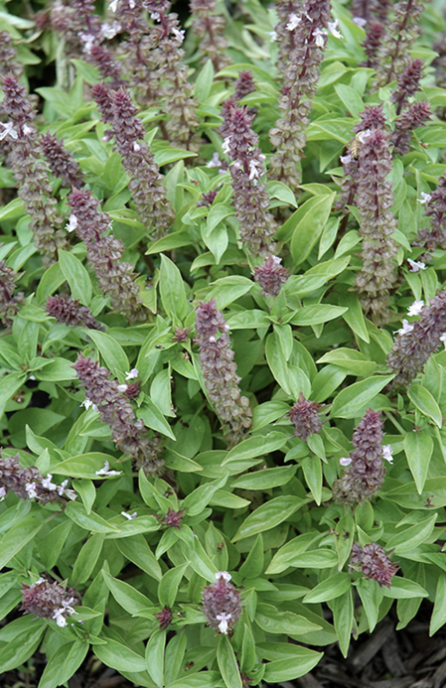 Basil &#39;Floral Spires Lavender&#39; - 4&quot;