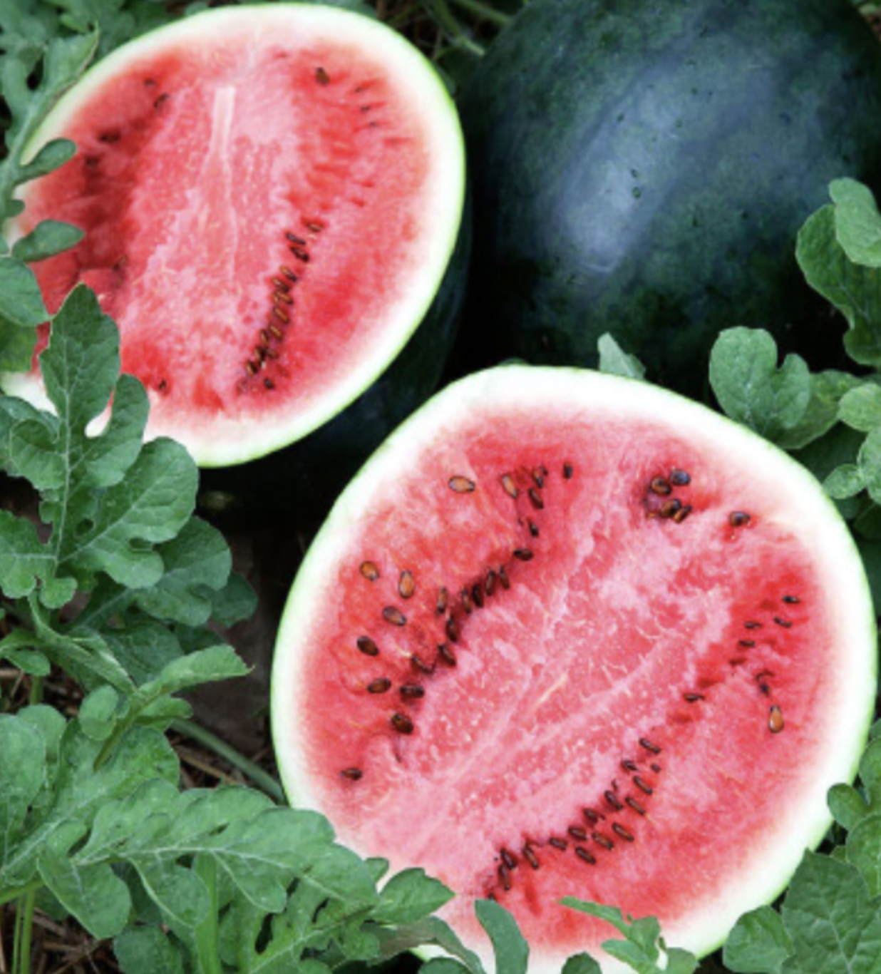Watermelon &#39;Sugar Baby&#39; OG - 4&quot;