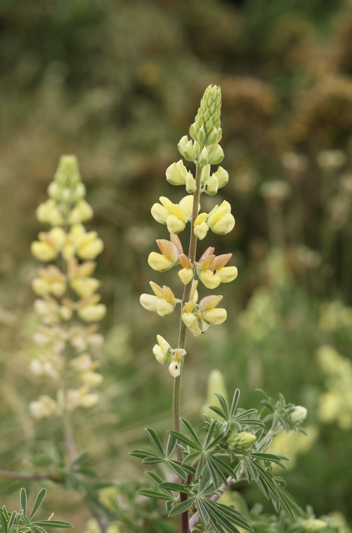 Lupinus arboreus (Tree Lupine) - 1g