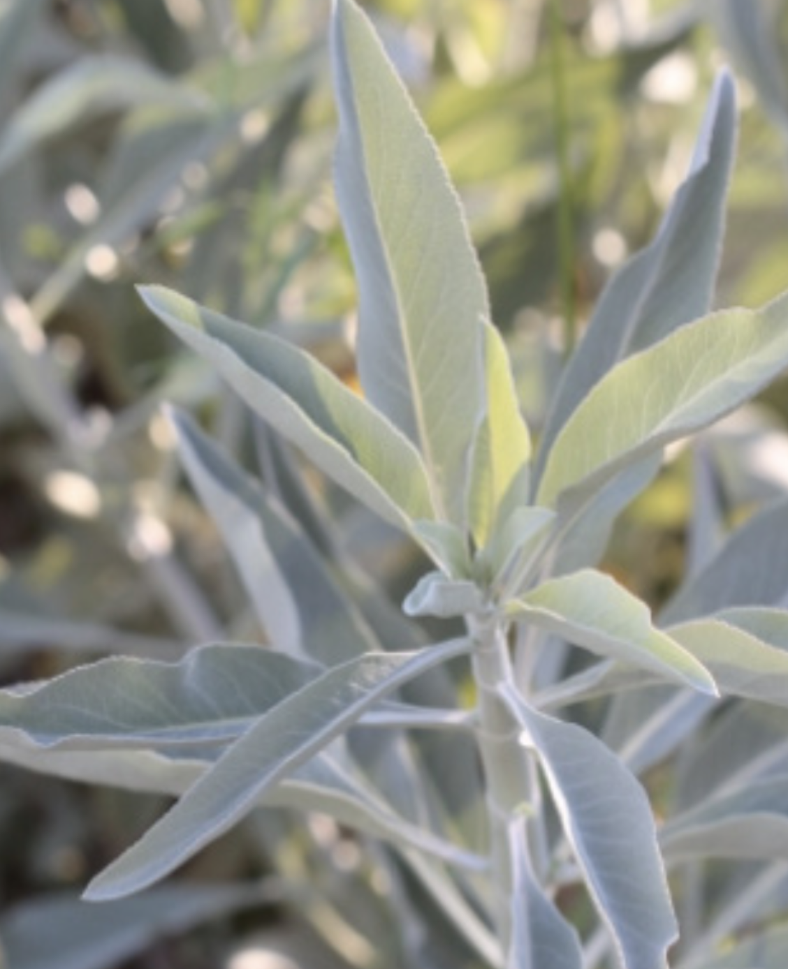 Salvia apiana (White Sage) - 4&quot;