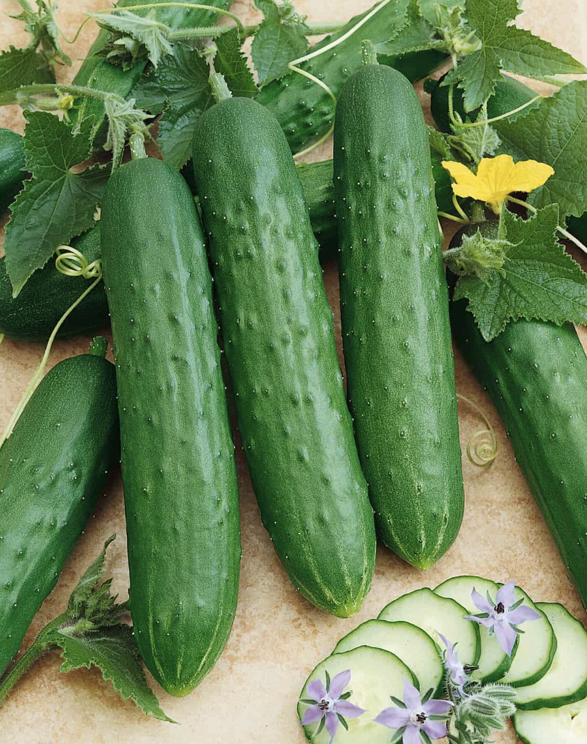 Cucumber &#39;Saladmore Bush&#39; - 4&#39;&#39;