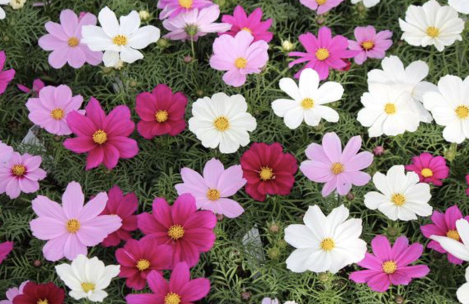 Cosmos &#39;Sonata Mix&#39; - 4&quot;