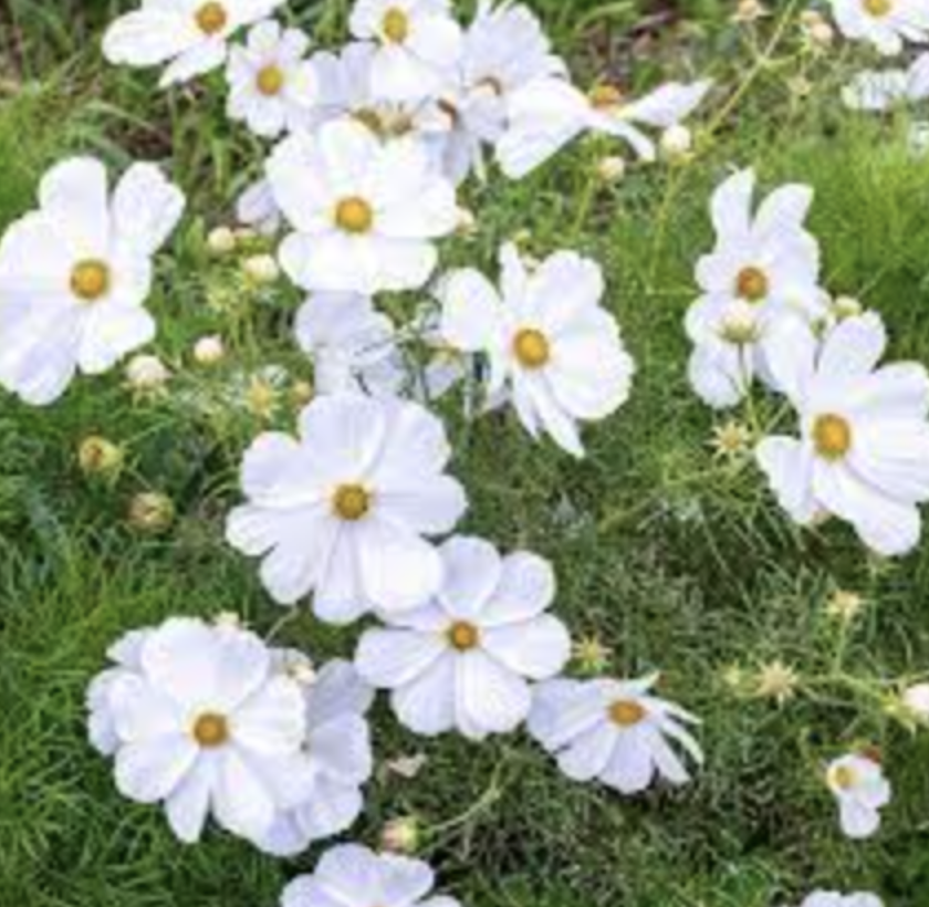 Cosmos &#39;Sonata White&#39; - 4&quot;