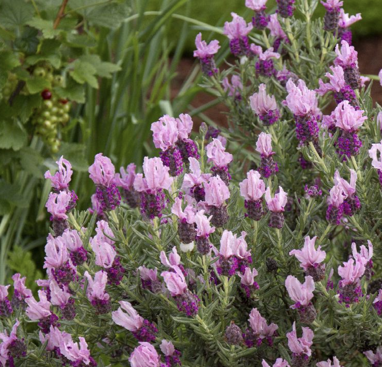 Lavender &#39;Javelin Forte Deep Rose&#39; - 2g