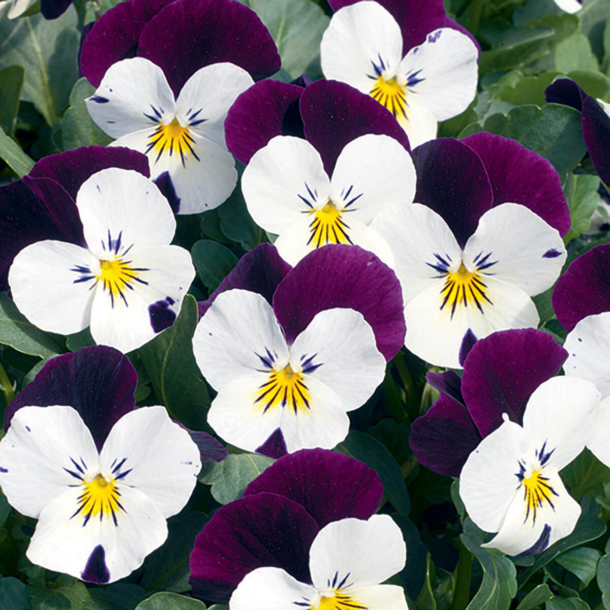 Viola &#39;Penny White Jump Up&#39; - 6pk