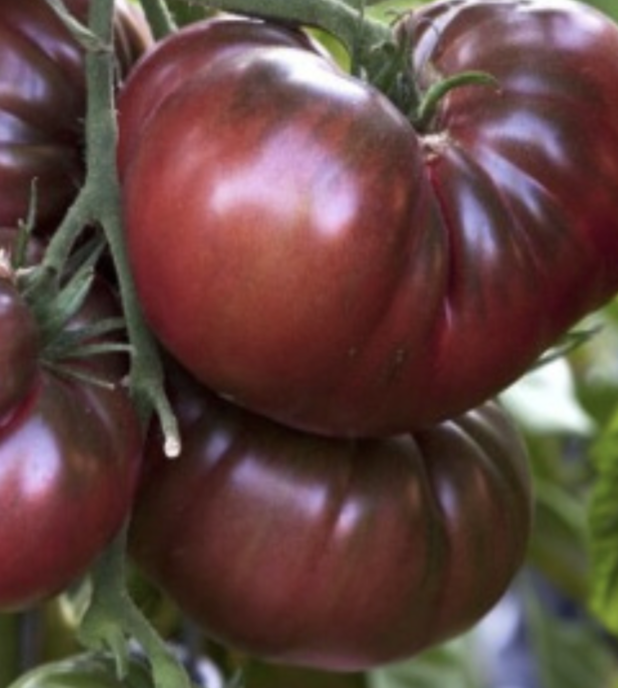 Tomato &#39;Black Krim&#39; - 1g