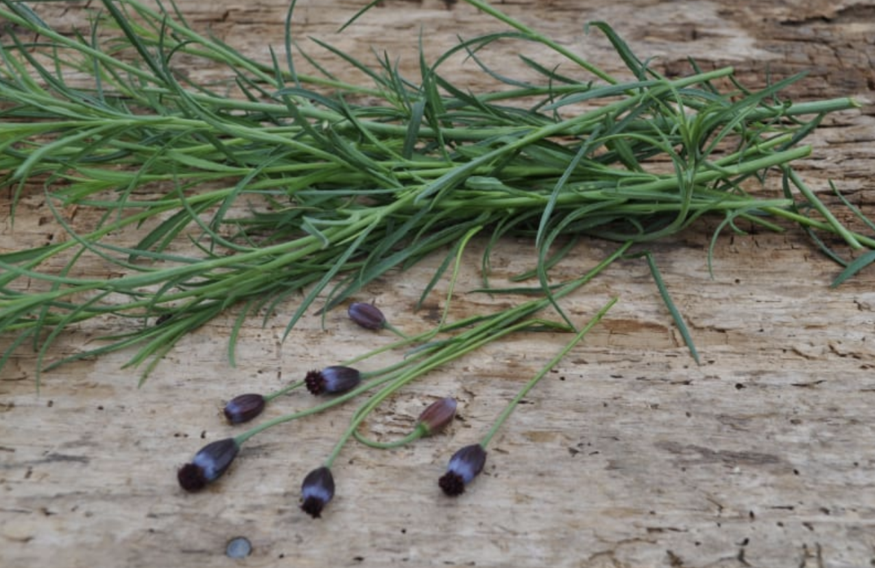 Pipicha (Mexican Tarragon) - 4&quot;