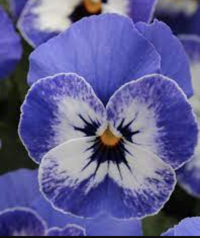Viola &#39;Sorbet Delft Blue&#39; - 6pk