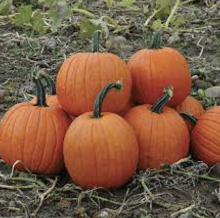 Pumpkin &#39;Magic Lantern&#39; - 4&quot;