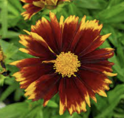 Coreopsis &#39;Uptick Red&#39; - 1g