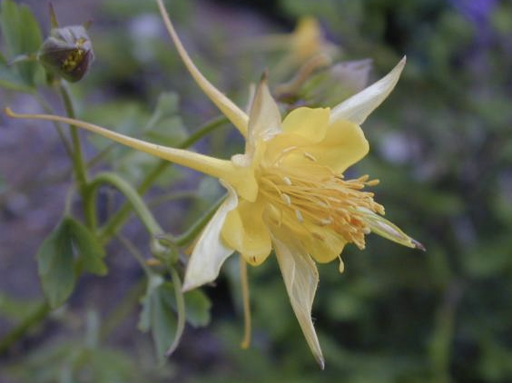 Aquilegia pubescens ( Sierra Columbine) - 1g