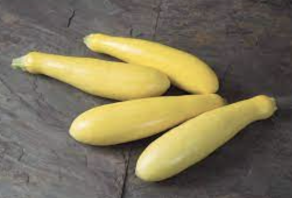 Squash Straightneck &#39;Yellow&#39; OG - 4in