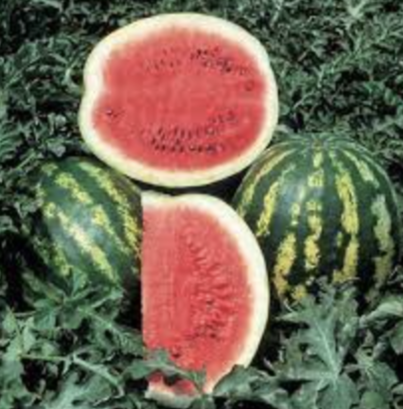 Watermelon &#39;Crimson Sweet&#39; OG - 4&quot;
