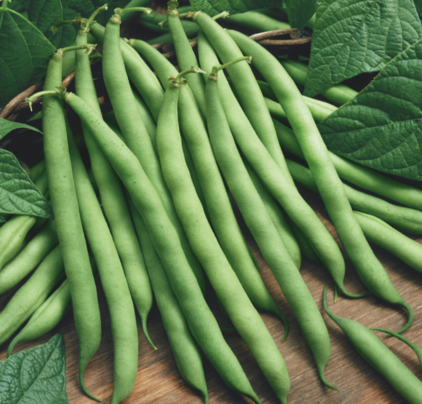 Pole Bean &#39;Blue Lake&#39; - 6pk