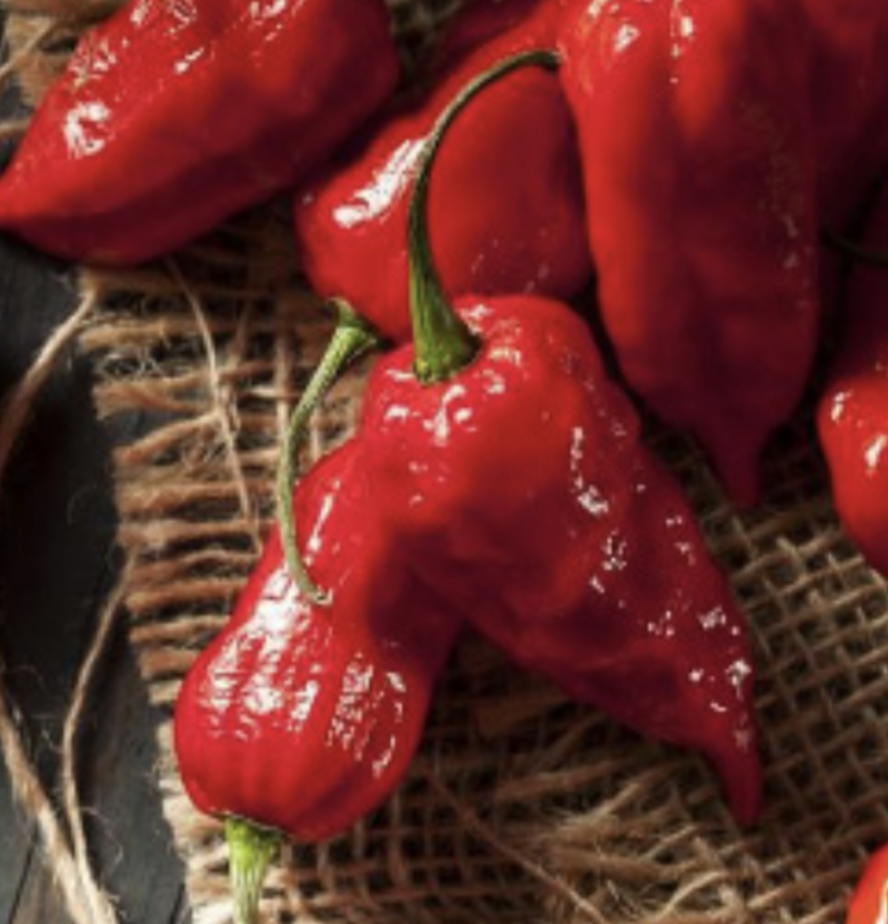 Chili Pepper &#39;Bhut Jolokia&#39; (Ghost Pepper) OG - 4&quot; (AR)