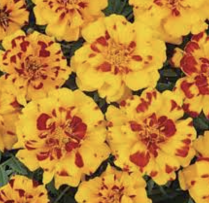Marigold &#39;Safari Bolero&#39; - 6pk