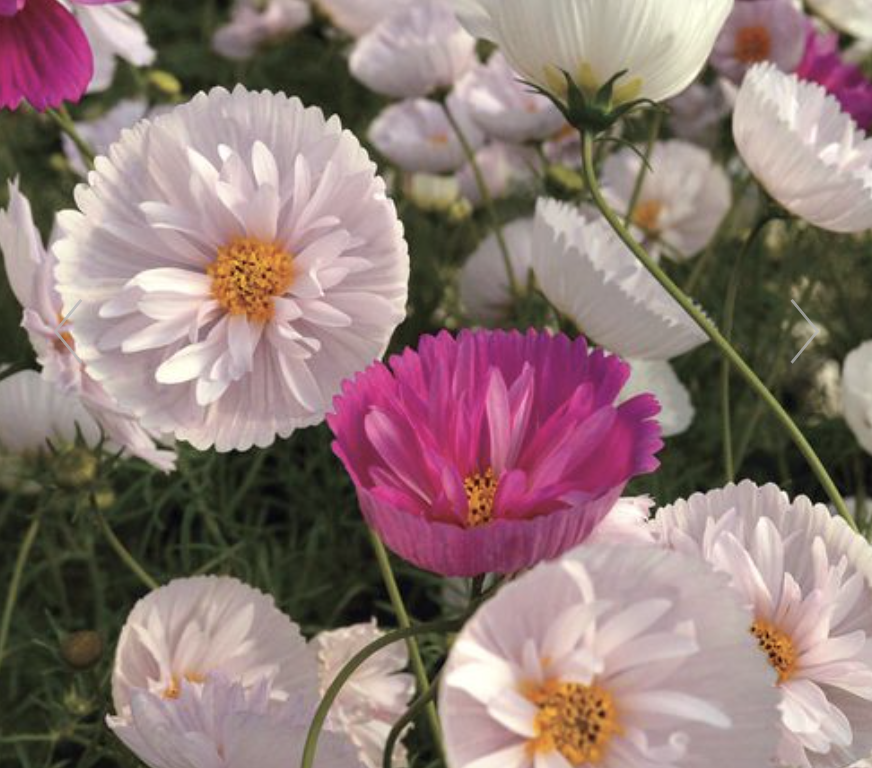 Cosmos &#39;Cupcakes&#39; - 6pk