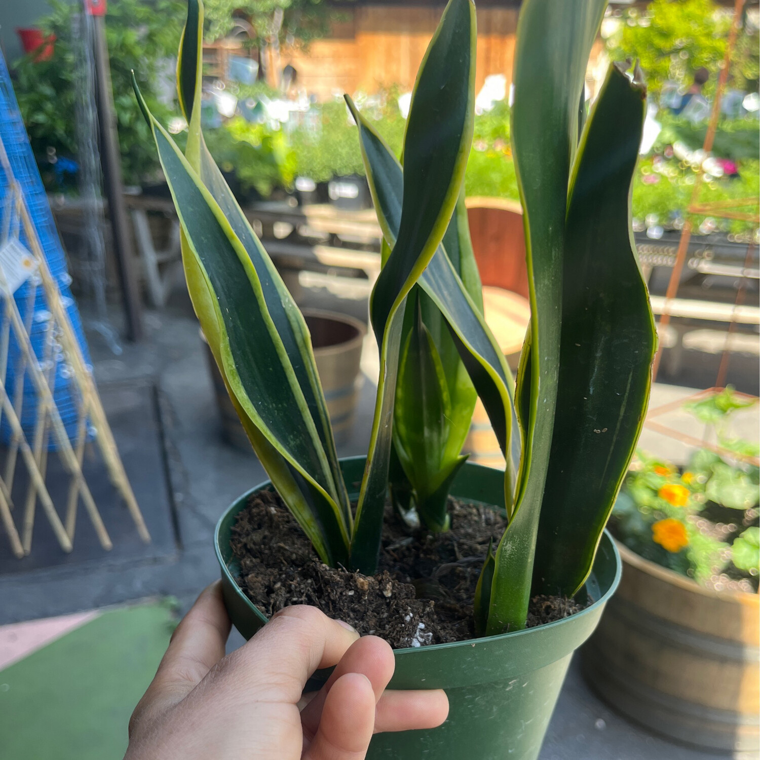 Sanseveria trifasciata &#39;Black Gold&#39; (Snake Plant) - 6&quot;