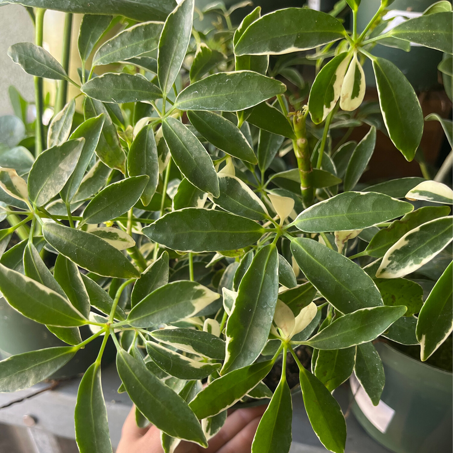 Schefflera arboricola &#39;Moondrop&#39; (Dwarf Umbrella Tree) - 6&quot;