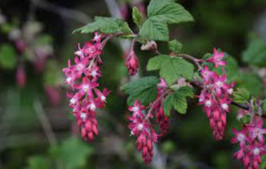 Ribes sanguineum (Red Flowering Currant) - 1g