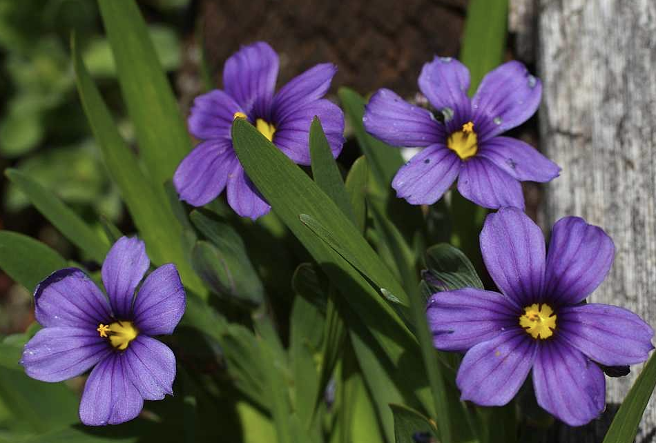 Sisyrinchium bellum &#39;Rocky Point&#39; - 1 gal