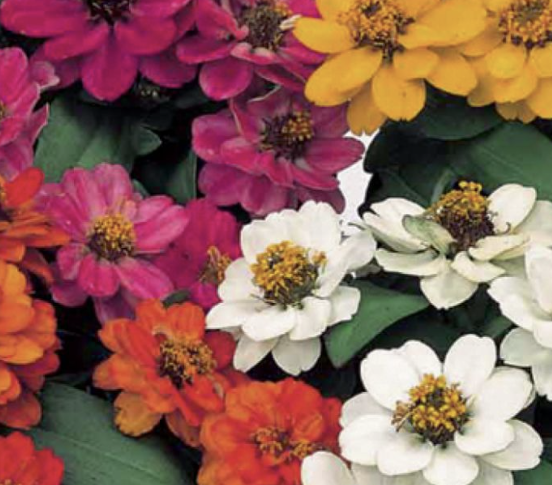 Zinnia 'Profusion Mix' - 6pk