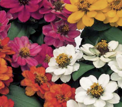 Zinnia &#39;Profusion Mix&#39; - 6pk