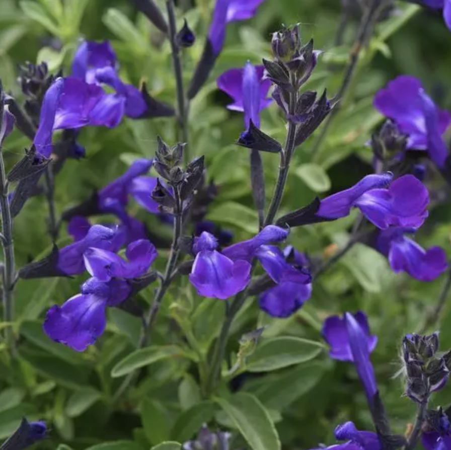 Salvia greggii &#39;Mirage Blue&#39; - 1g