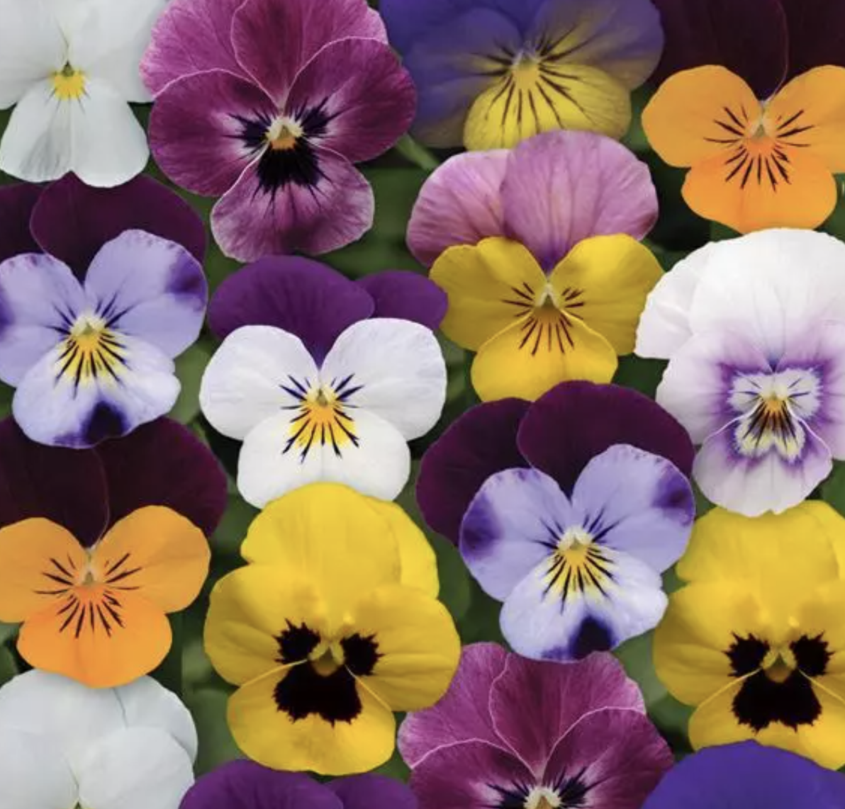 Viola &#39;Sorbet XP Select Mix&#39; - 6pk