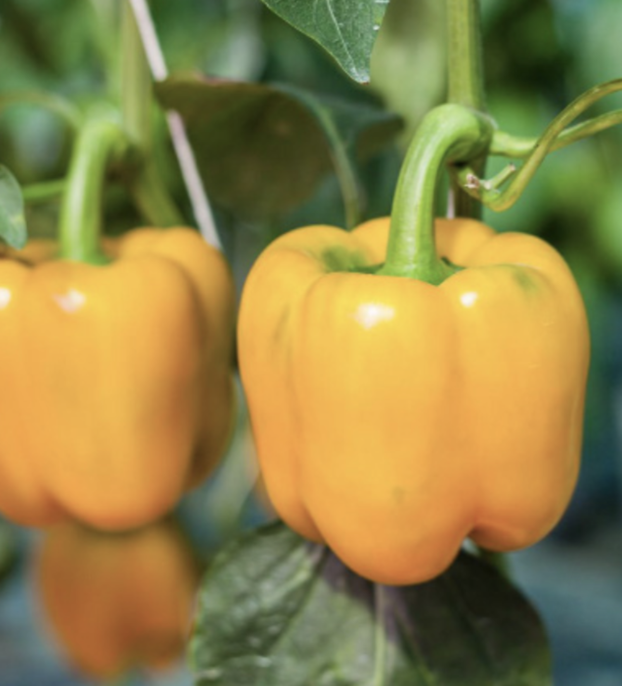 Pepper Bell &#39;Golden&#39; - 6pk