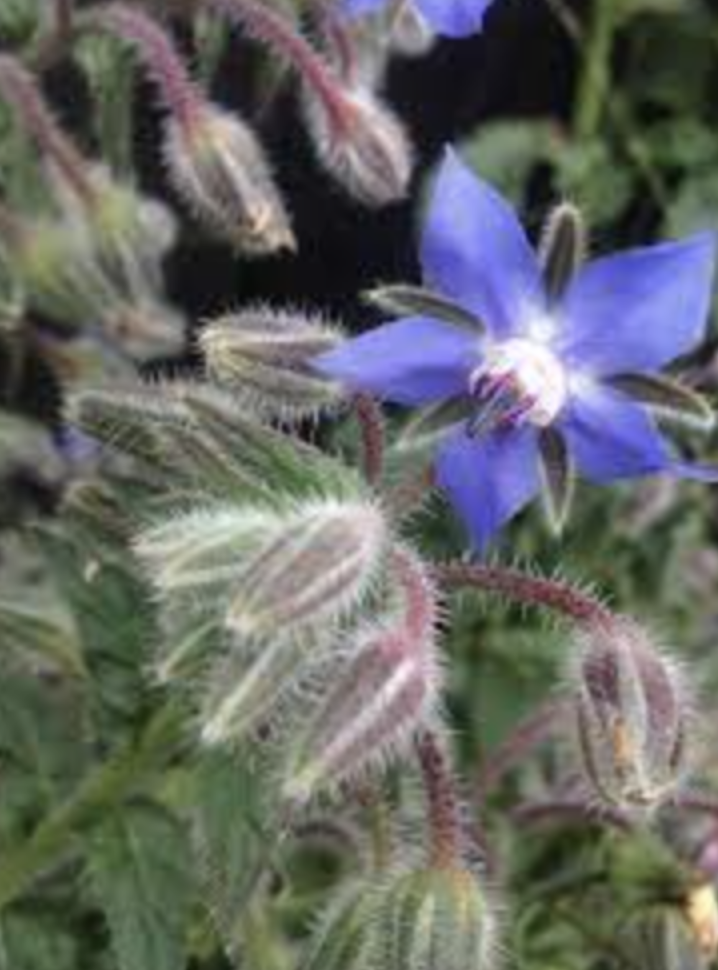 Borage - 4&quot;