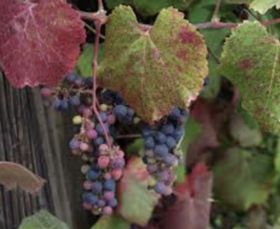 Vitis californica &#39;Roger&#39;s Red&#39; Grape - 1g