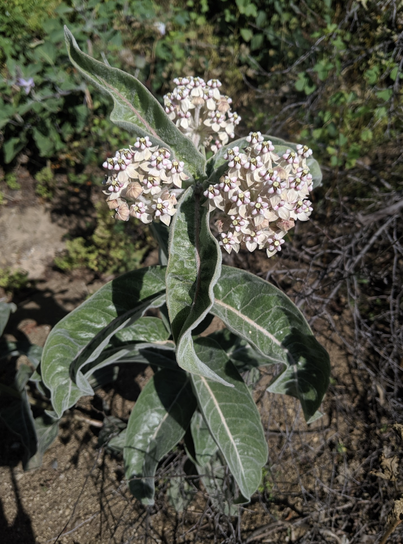 Asclepias eriocarpa (Indian Milkweed) - 4&quot;