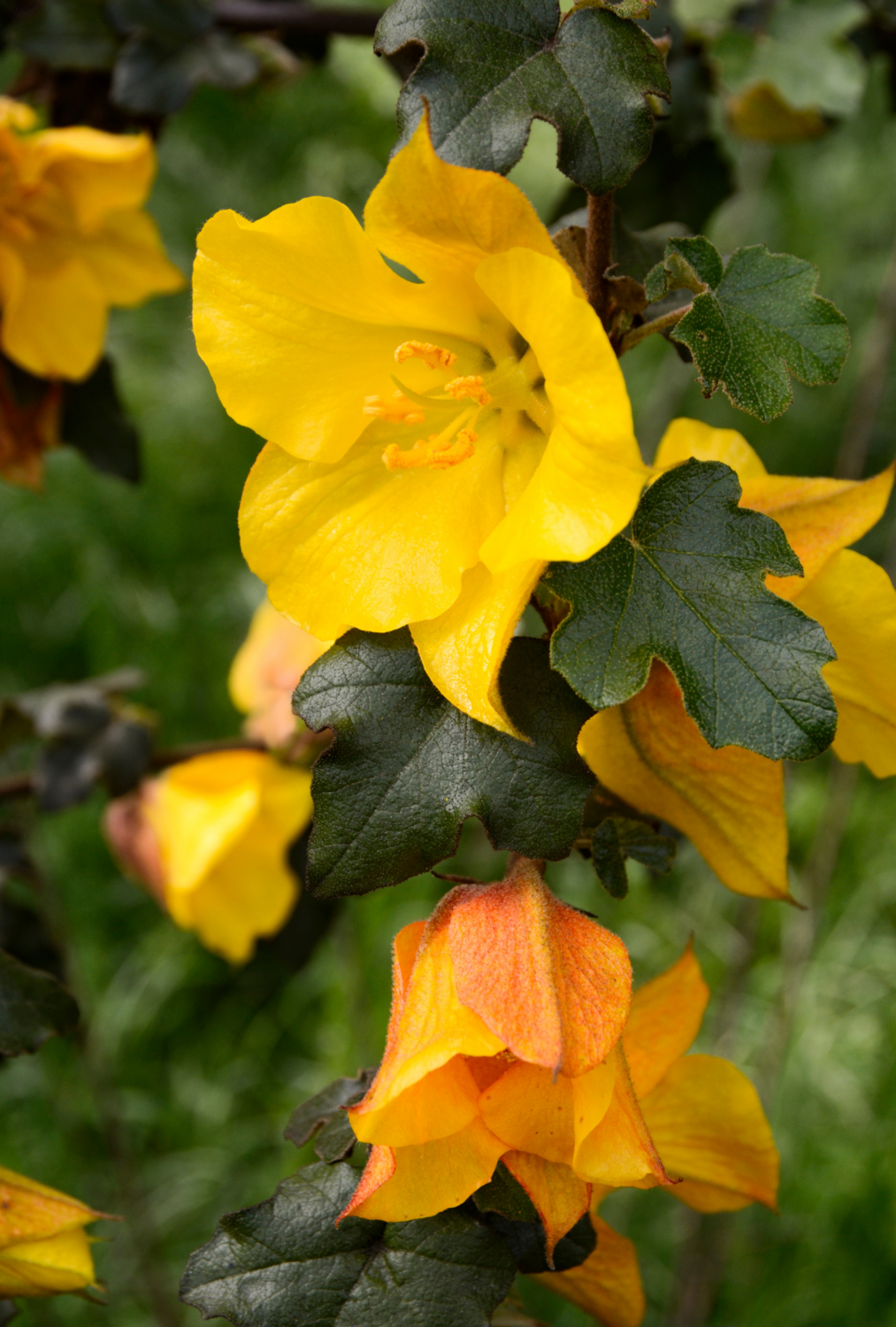 Fremontodendron californicum &#39;CA Glory&#39; - 1g