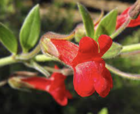 Galvezia speciosa &#39;Firecracker&#39; (Island Snapdragon) - 1g