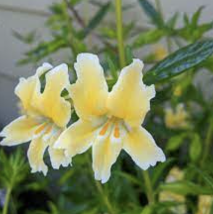 Mimulus &#39;Eleanor&#39; - 1g