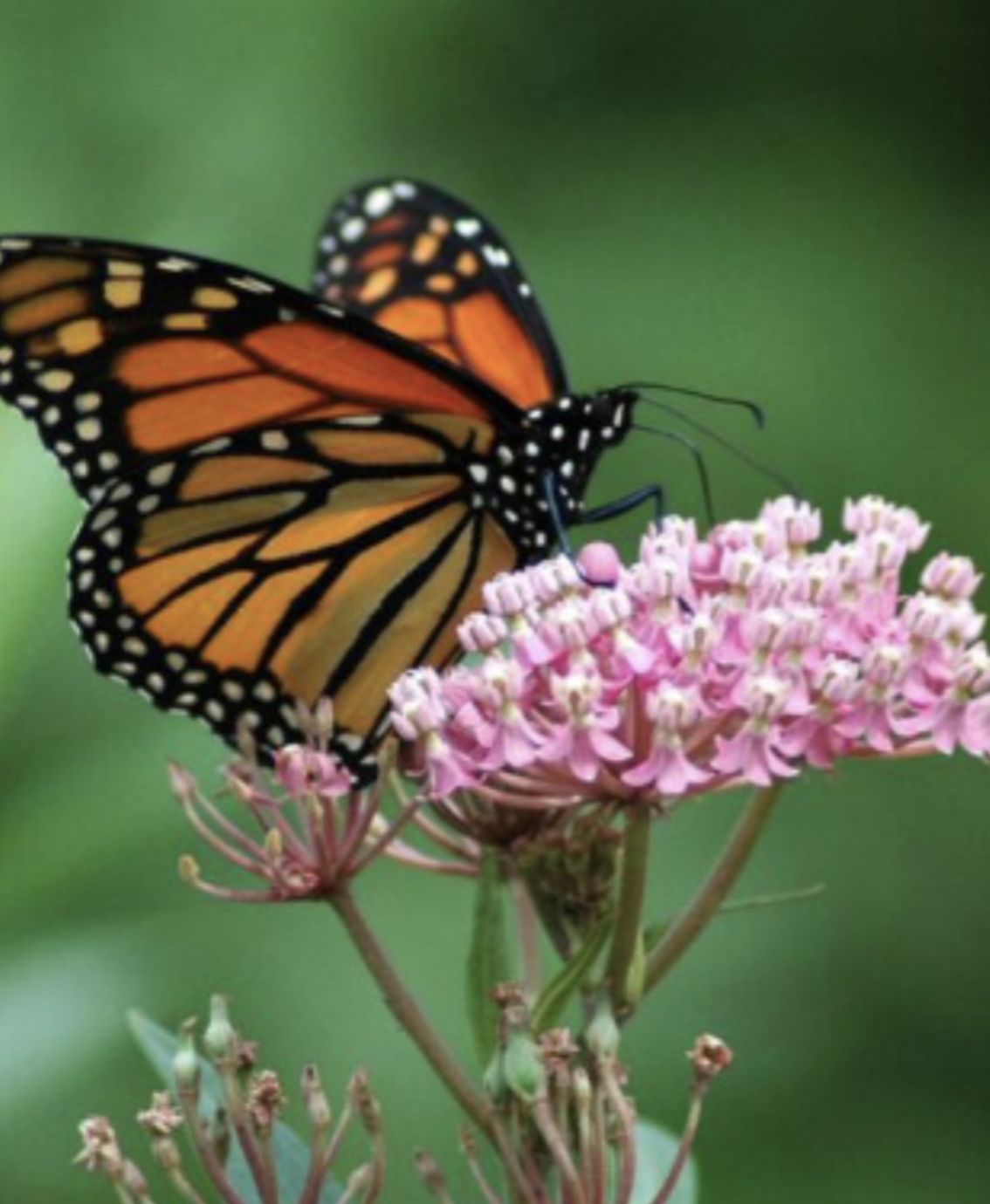 Asclepias fascicularis (Narrow leaf Milkweed) - 1g