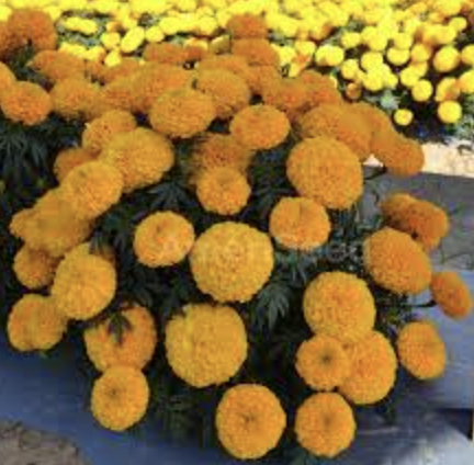 Marigold &#39;Bali Orange&#39; - 6pk