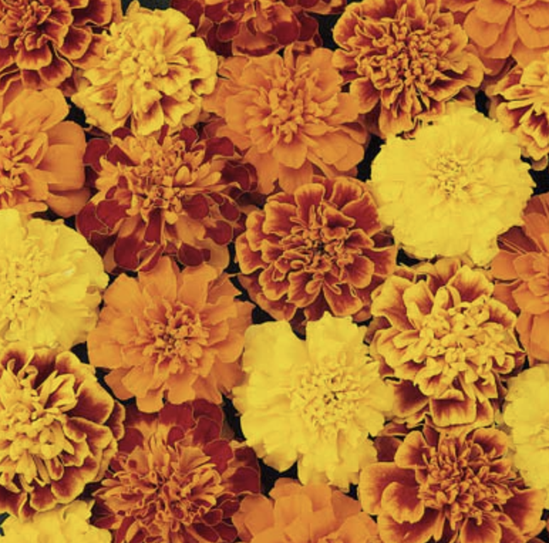 Marigold &#39;Bonanza Mix&#39; - 4&quot;