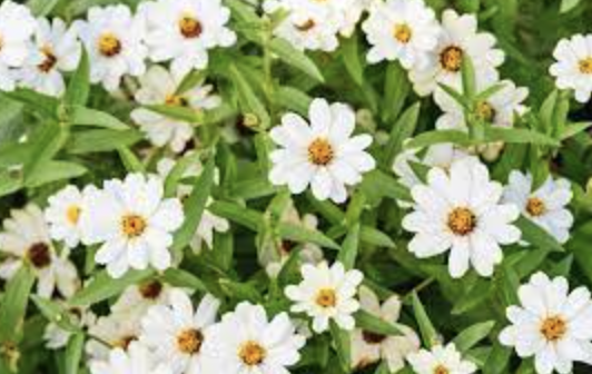 Zinnia &#39;Profusion White&#39; - 6pk
