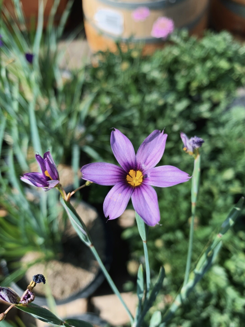 Sisyrinchium bellum (Blue Eyed Grass) - 4&quot;