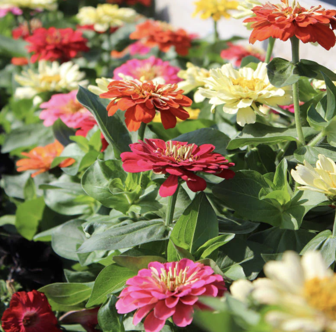 Zinnia &#39;Dreamland Mix&#39; - 6pk