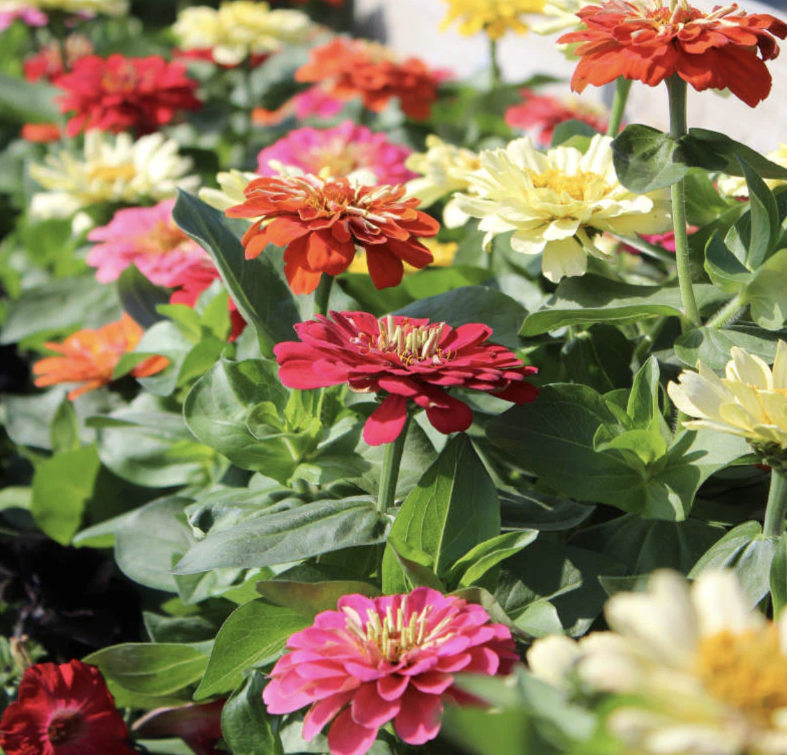 Zinnia &#39;Dreamland Mix&#39; - 4&quot;