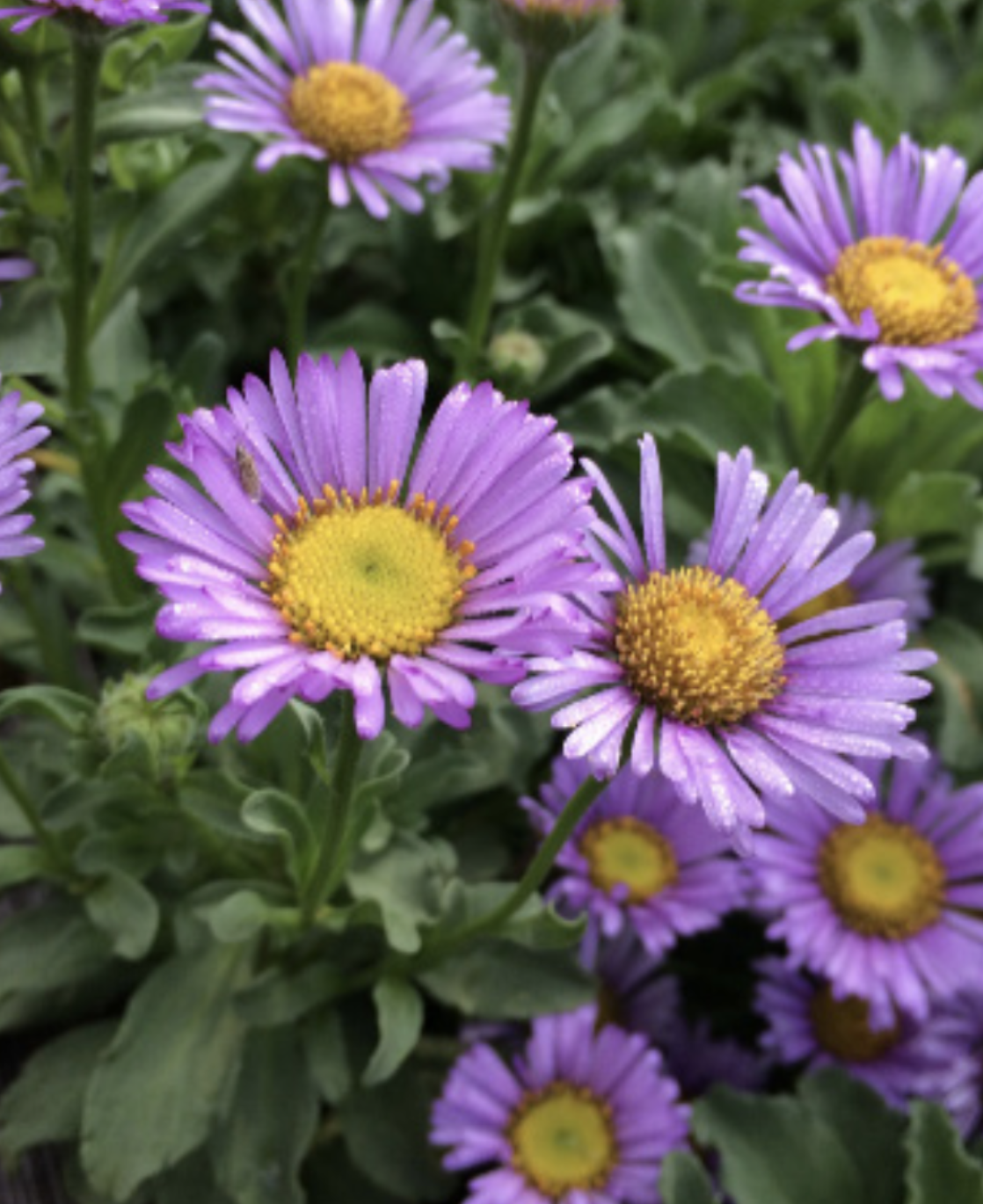 Erigeron &#39;WR&#39; (Seaside Daisy) - 4&quot;