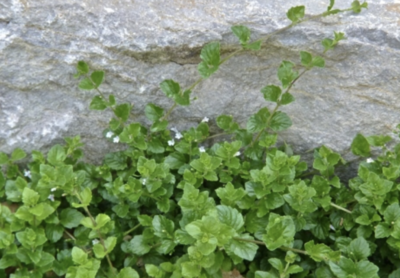 Satureja douglasii (Yerba Buena) - 1g