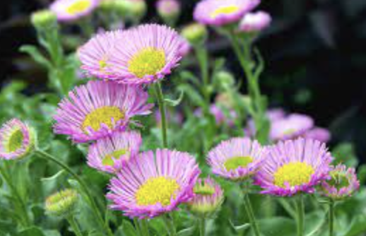 Erigeron glaucus &#39;Sea Breeze&#39; - 4&quot;