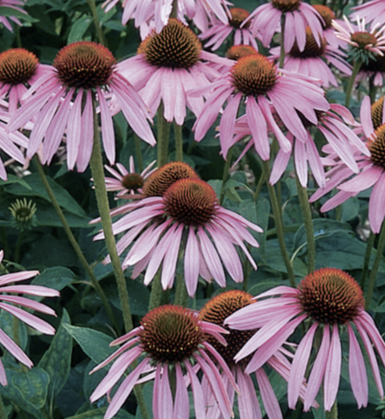 Echinacea Purpurea - 1g