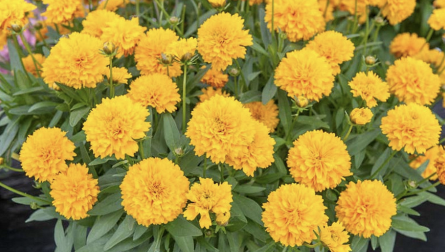 Coreopsis grandiflora &#39;Solanna Golden Sphere&#39; - 1g